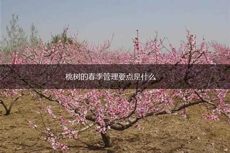 如何做好桃树春季管理？做好这两点就够了!