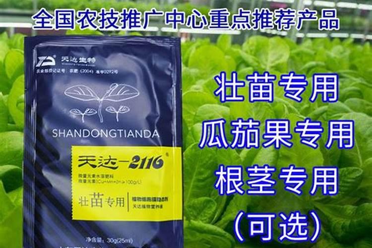 如何让大白菜快速长芯(白菜棵小怎么快速生长包芯最快)