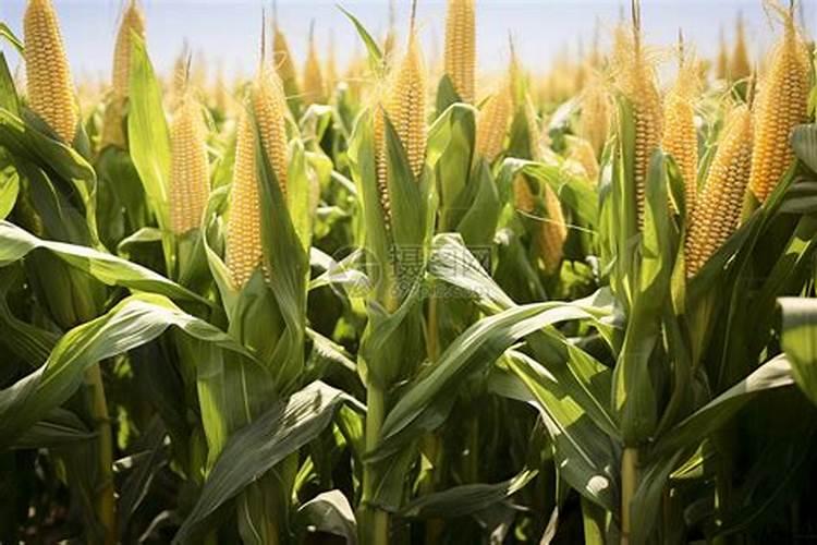 玉米地里可以套种什么作物？豆角、大豆都很不错!