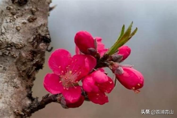 桃树开花后打什么药保果