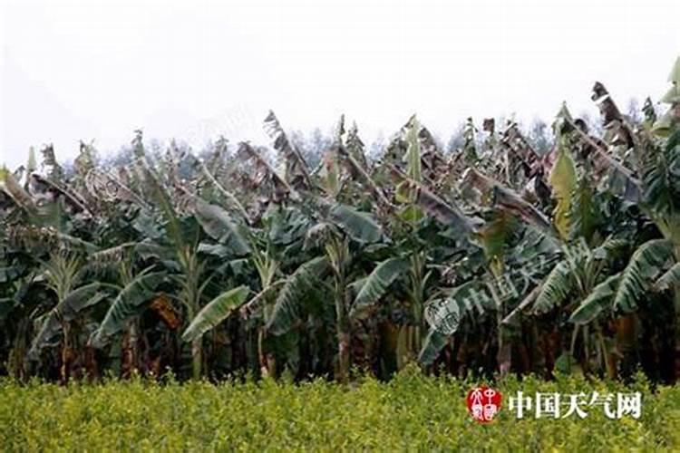 香蕉叶冻坏了蕉树已经结果了,香蕉还有生长能力吗？