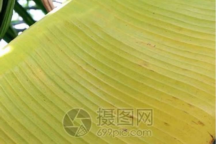 花盆里种了一棵香蕉,为什么长出一片新叶子就会黄一片叶子？