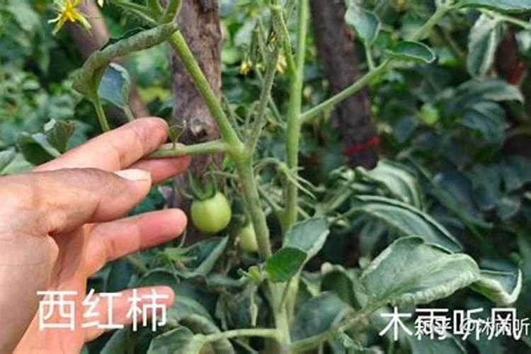 西红柿长势不壮怎么办呢