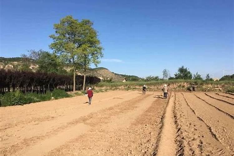 甘肃苹果树种植新方法 苹果树种植技巧
