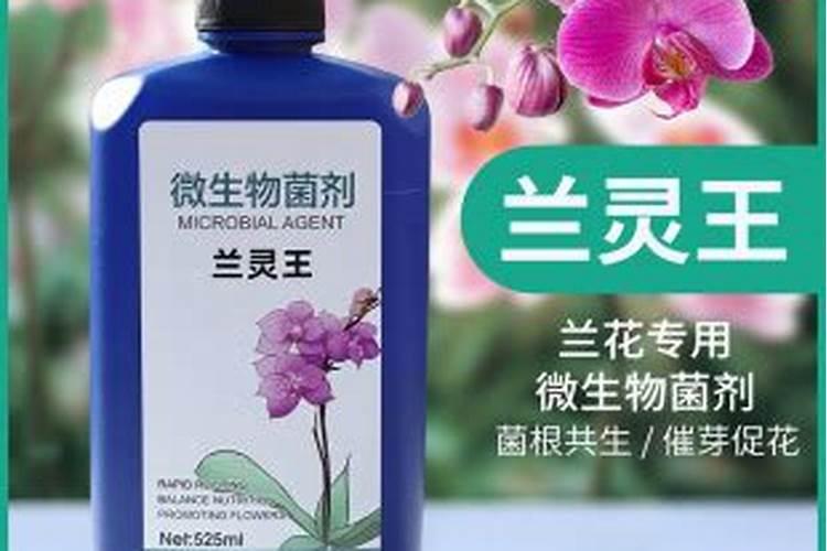 兰花用什么肥料,怎么施肥