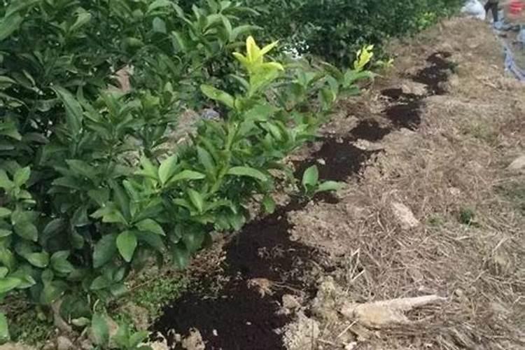 柑橘苗叶面肥施药方法