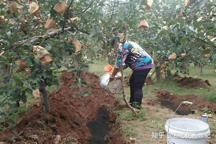 种果树用什么肥料好