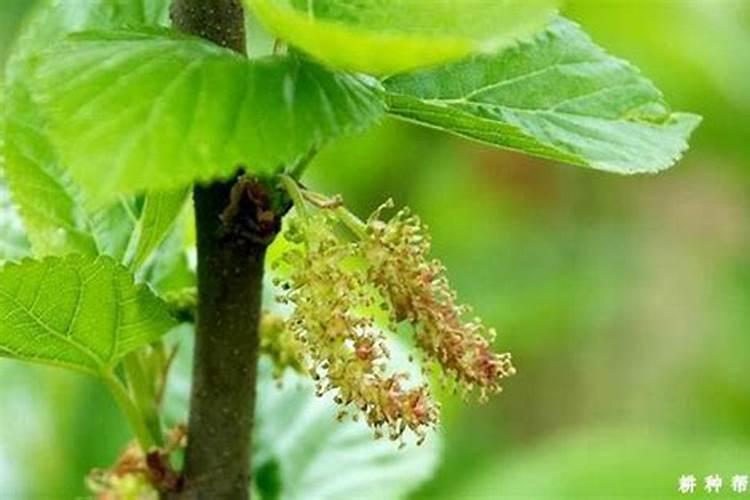 桑葚用什么肥料产量高？如何有效促进桑葚膨大？