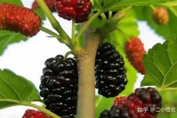 土豆和桑葚 什么病害啊