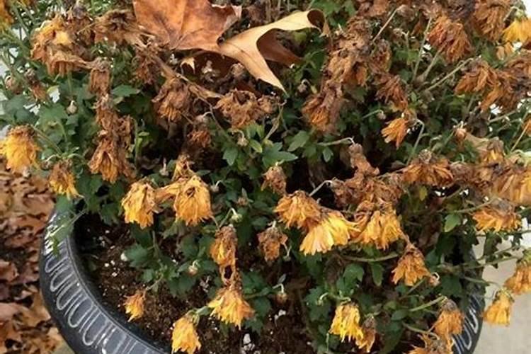 玉米控旺可以打两次药吗