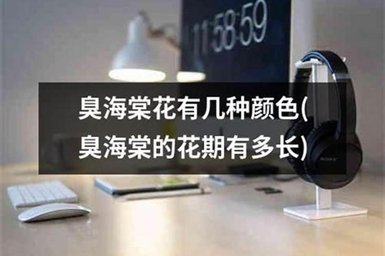 臭海棠花的养殖方法和注意事项