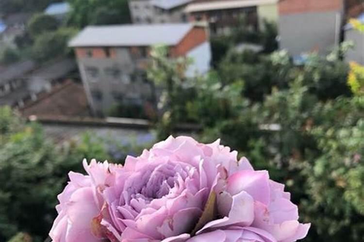 月季如何施肥 氮肥