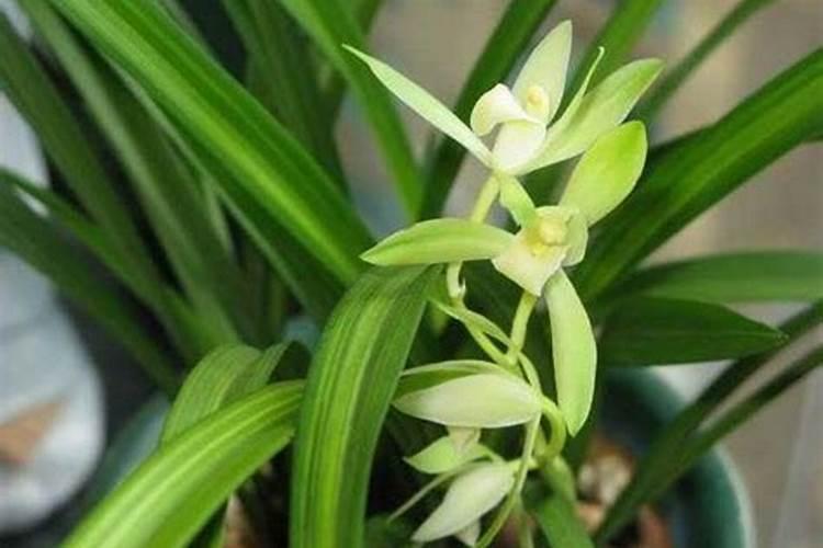 兰花用什么肥可以多开花,自制兰花肥料方法
