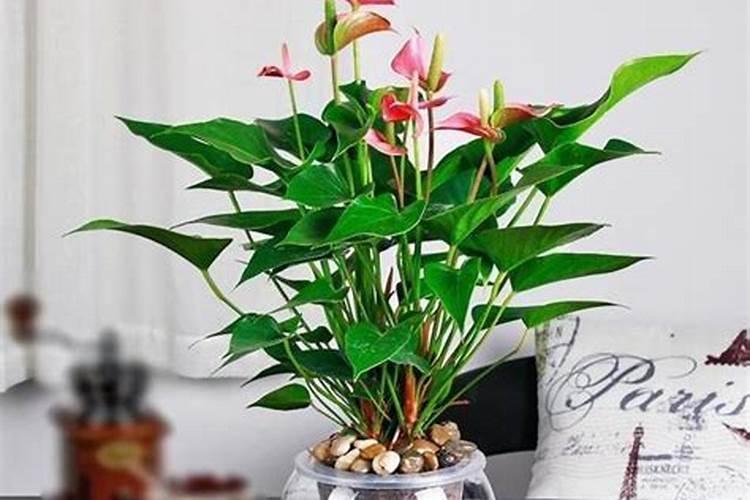 芹菜几天浇一次水最好