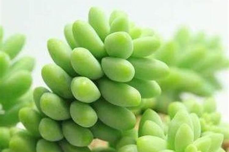 新玉缀多肉的养殖方法是什么