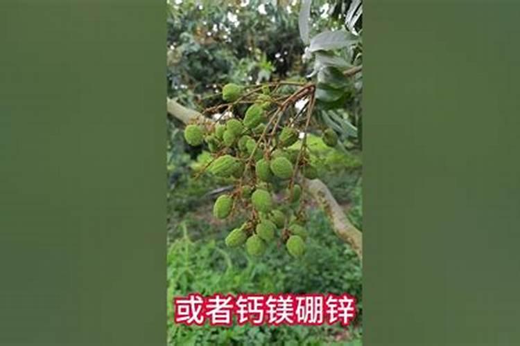 香菜是一年生还是多年生？
