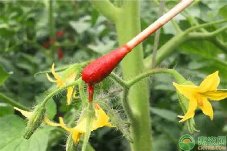 西红柿花期能喷施叶面肥吗