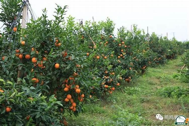 柑橘园套种什么好
