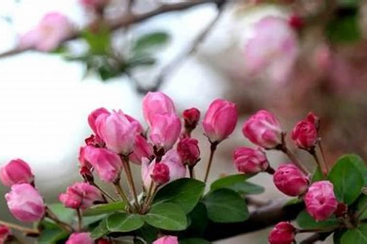 海棠花施什么肥好
