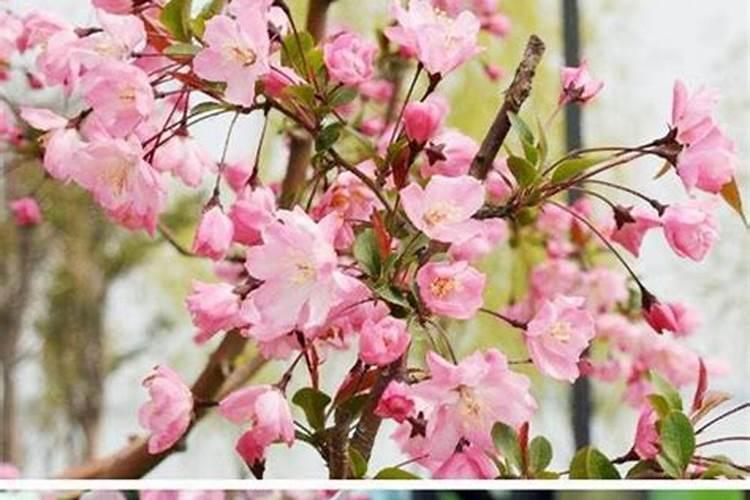 海棠树怎么种植方法 春秋3～5天浇水一次