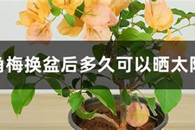 新换盆土多久可以施肥 新花盆更换土后何时施肥最合适？