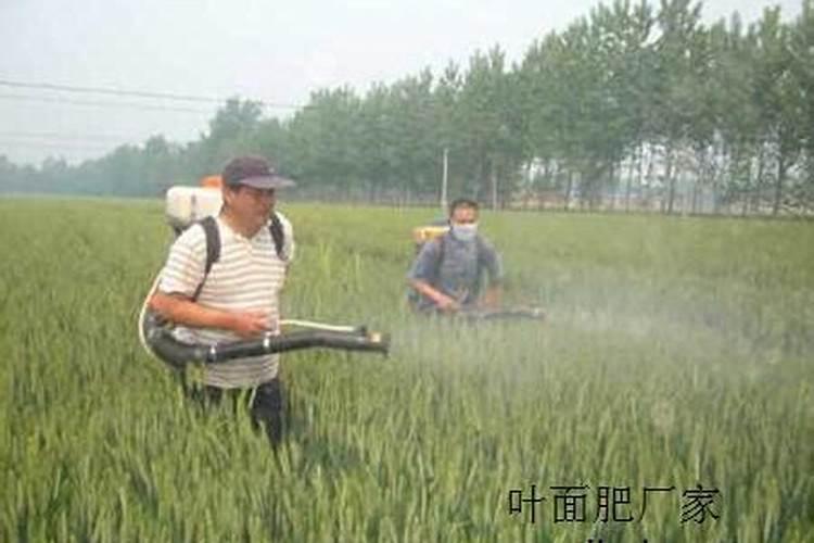 ...当追肥吗？玉米面积大,尿素追肥不能及时,什么叶面肥可以替代...