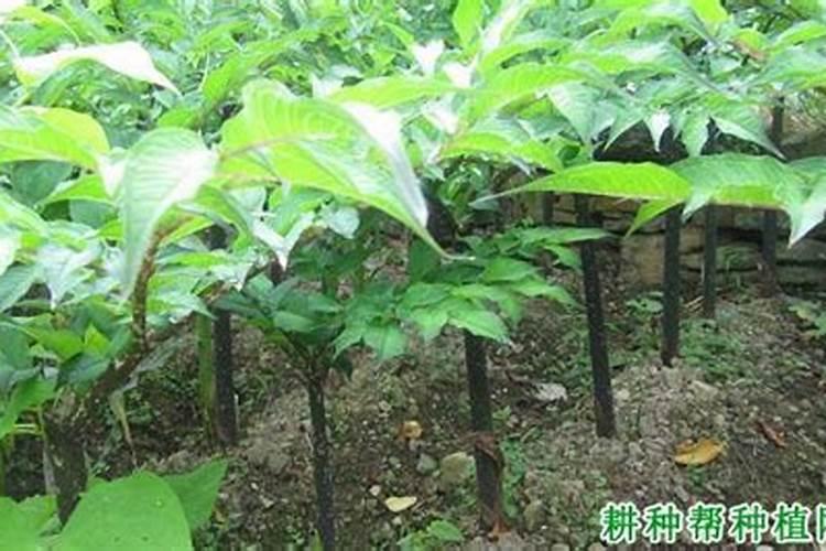 魔芋第二次追肥用什么肥？