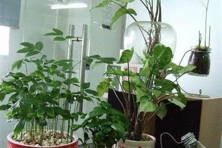 龙眼花期怎么管理 如何管理龙眼花期