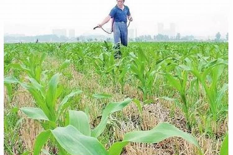 玉米缺磷用什么化肥好？