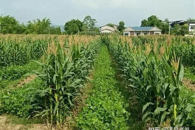 玉米孕穗期叶面喷施磷酸二氢钾对雄穗有增大作用吗
