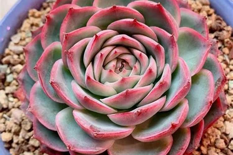 月季日常需要哪些肥料