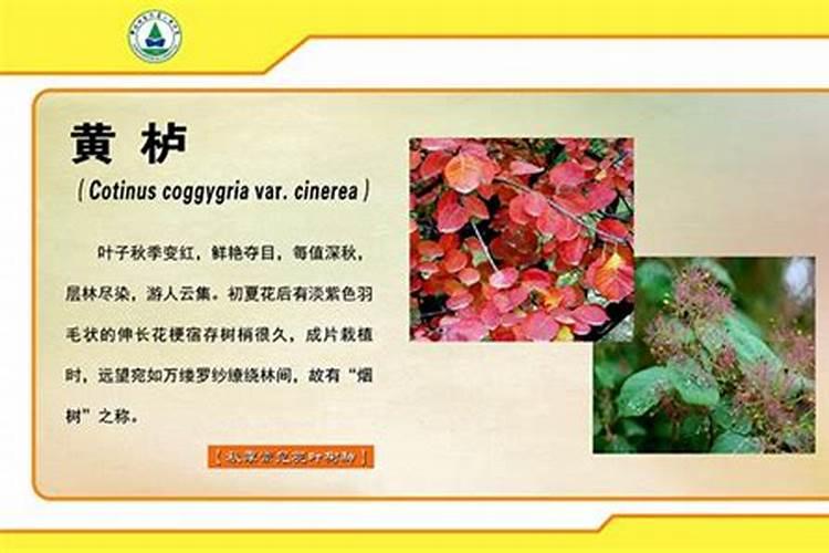 大姜第一次施什么肥