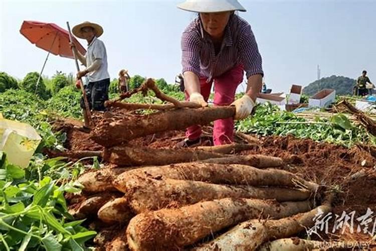 山药种植需要哪些技巧 山药种植需要哪些技巧方法