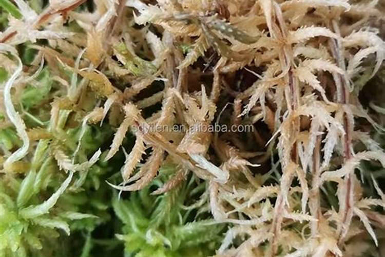 用青苔种兰花怎么施肥