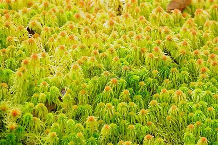 用青苔种兰花怎么施肥
