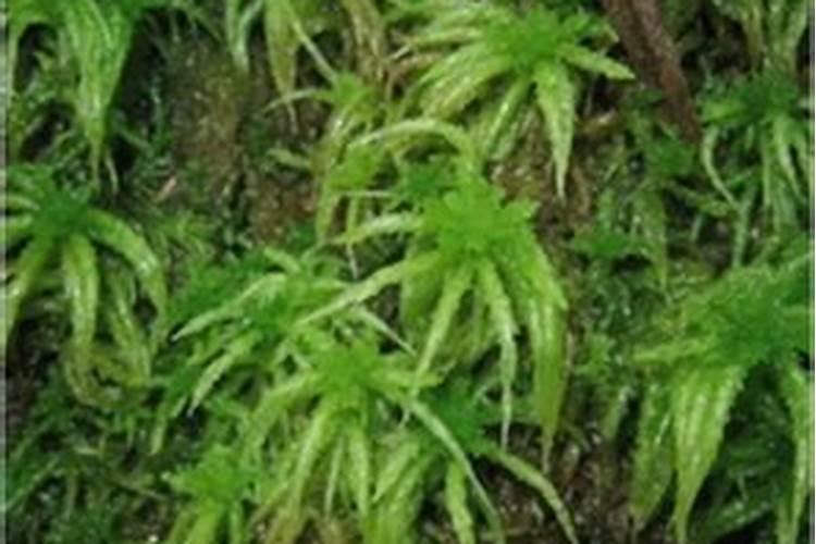密花石斛的养殖方法及注意事项
