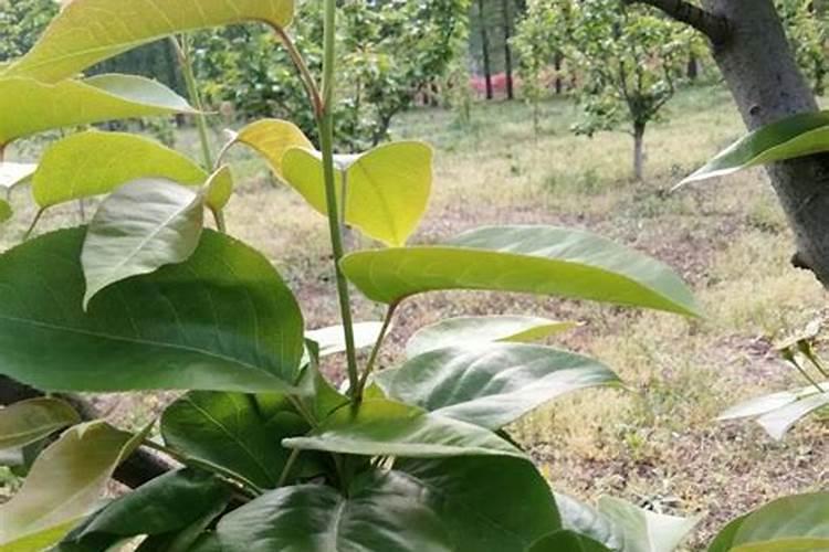 怎样用芸苔素内脂梨树秋季保叶？