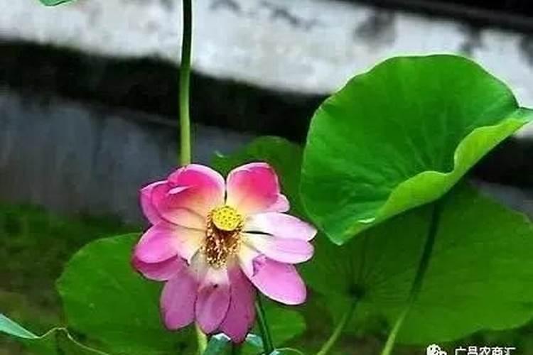 盆栽荷花如何施肥,磷钾肥为主氮肥为辅