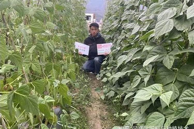 如何种豆角才能长得多？