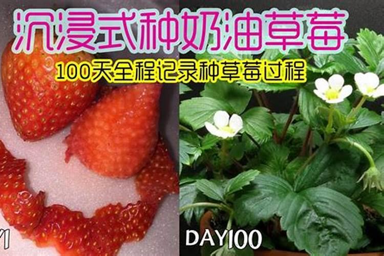草莓平衡肥有哪些