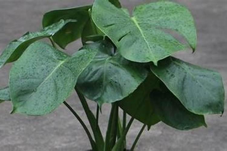 龟背竹如何正确浇水施肥