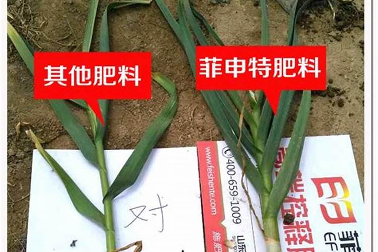 刚种的芒果树怎么施肥