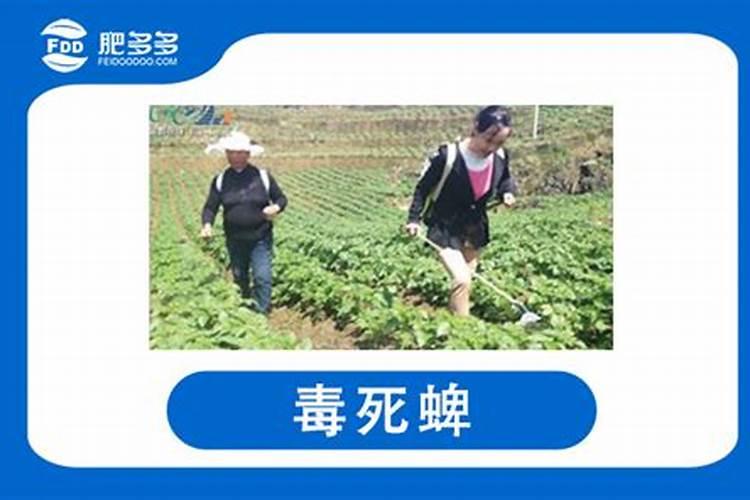 毒死蜱能和钙肥混用吗