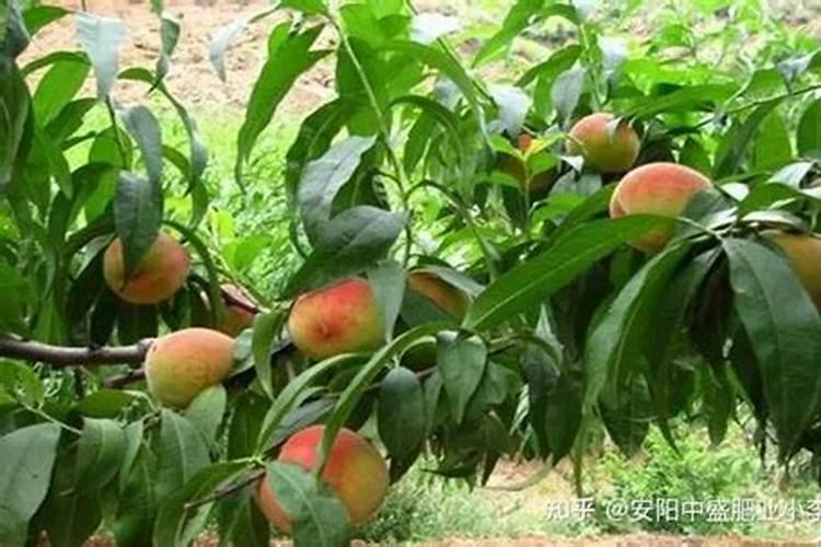 硼肥最忌三种果树
