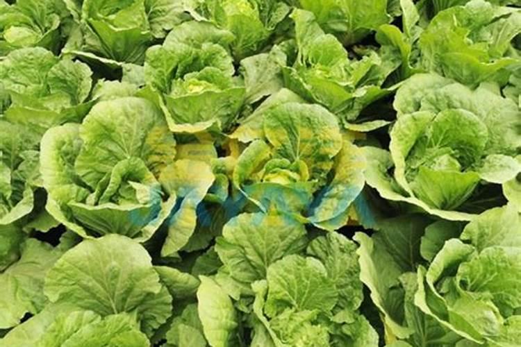 如何给芒果施肥 芒果施肥方法和注意事项