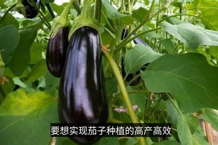 专业茄子种植的方法与技术