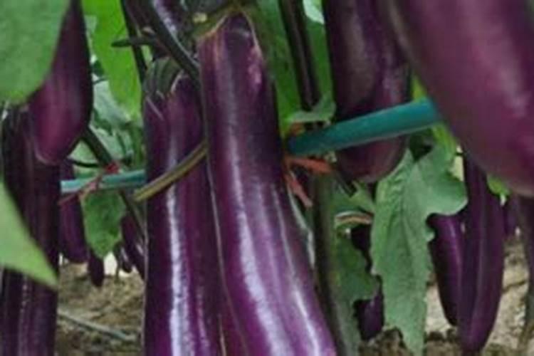 茄子品种及茄子栽培技术