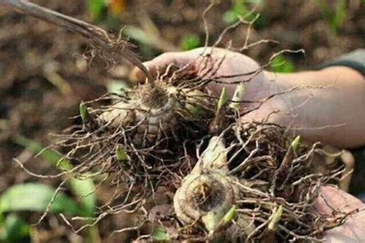 白芨施什么肥最好