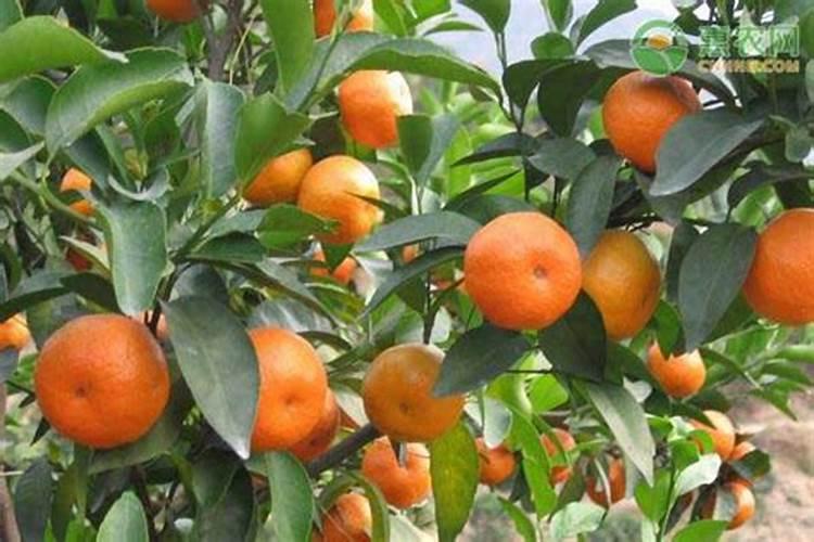 绿色食品柑橘园的施肥方法与施肥方式有哪些？