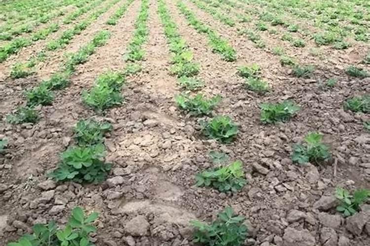 种花生怎么施底肥步骤